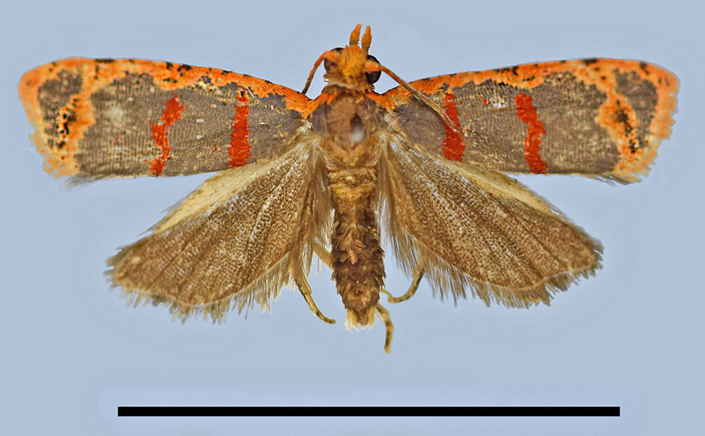 /filer/webapps/moths/media/images/R/rubidissecta_Sanguinograptis_HT_MRSN.jpg