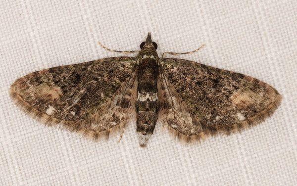 /filer/webapps/moths/media/images/R/rubiginifera_Eupithecia_A_Heyns_01.jpg