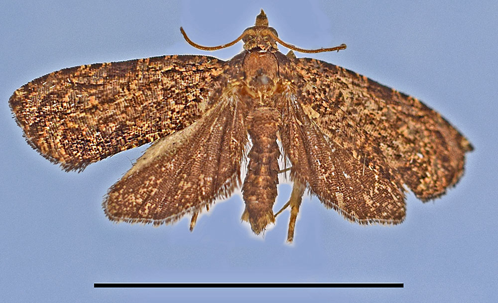 /filer/webapps/moths/media/images/R/rubiginosa_Eccopsis_HT_MRSN.jpg