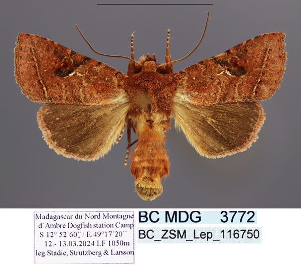 /filer/webapps/moths/media/images/R/rubiginosa_Tunocaria_AM_ZSM.jpg