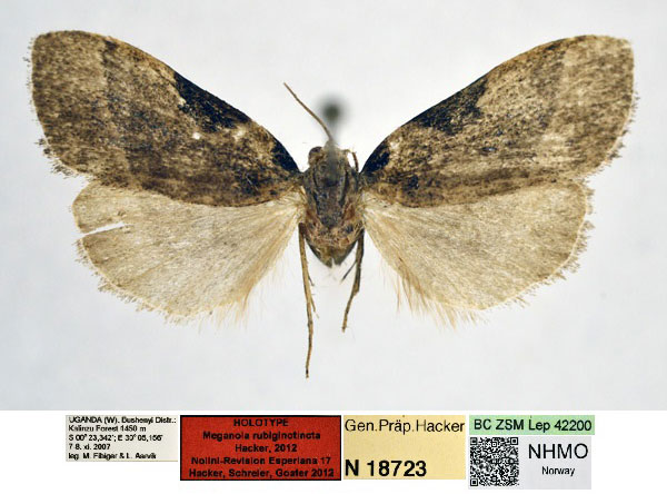 /filer/webapps/moths/media/images/R/rubiginotincta_Meganola_HT_NHMO_3laRVqL.jpg