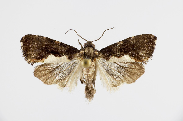 /filer/webapps/moths/media/images/R/rubondoensis_Dracontogena_AM_KSund_01.jpg