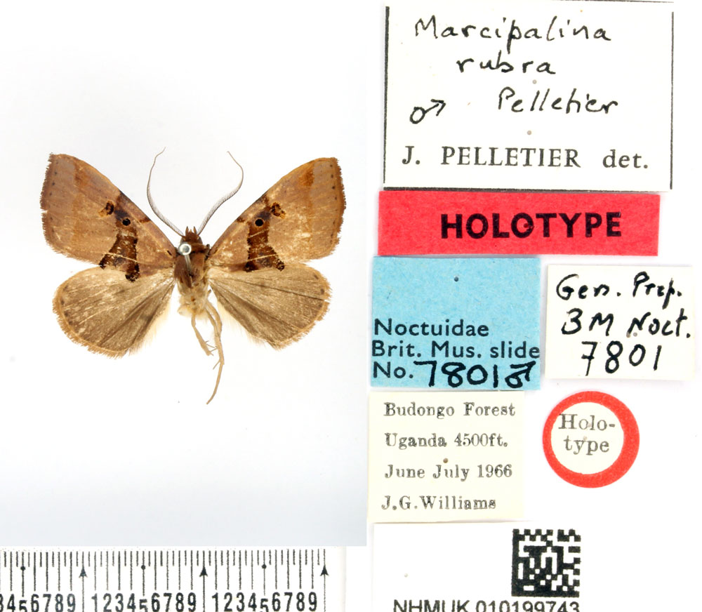 /filer/webapps/moths/media/images/R/rubra_Marcipalina_HT_BMNH.jpg