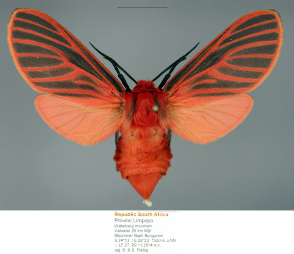 /filer/webapps/moths/media/images/R/rubra_Metarctia_AF_Fiebig_03a.jpg