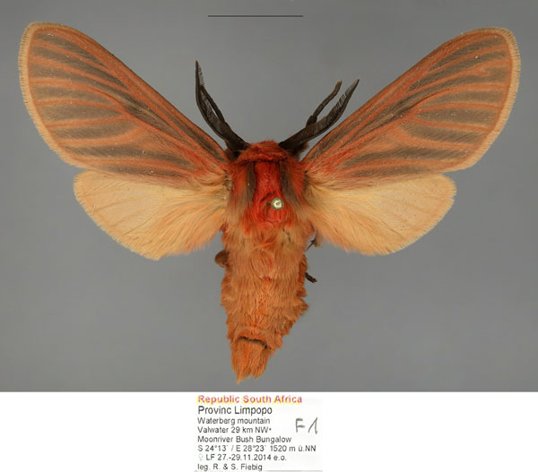 /filer/webapps/moths/media/images/R/rubra_Metarctia_AM_Fiebig_01.jpg