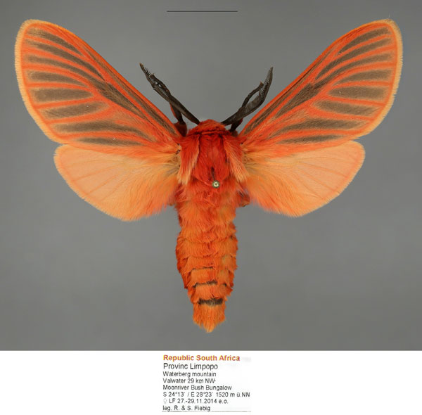 /filer/webapps/moths/media/images/R/rubra_Metarctia_AM_Fiebig_02.jpg