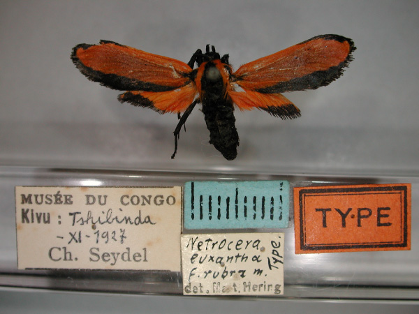 /filer/webapps/moths/media/images/R/rubra_Netrocera_A_RMCA_01.jpg