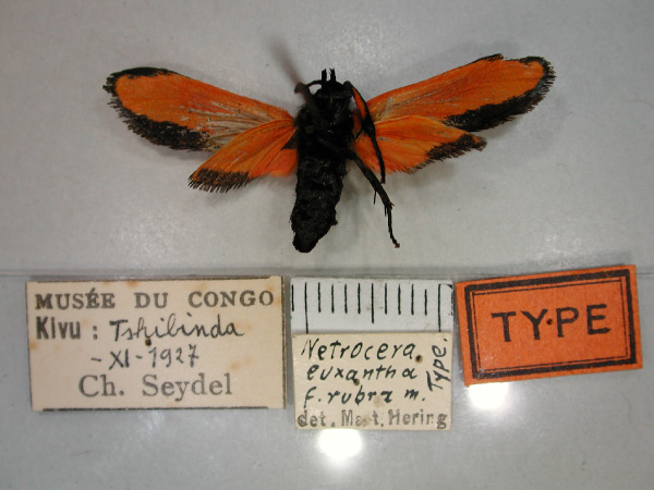 /filer/webapps/moths/media/images/R/rubra_Netrocera_A_RMCA_02.jpg