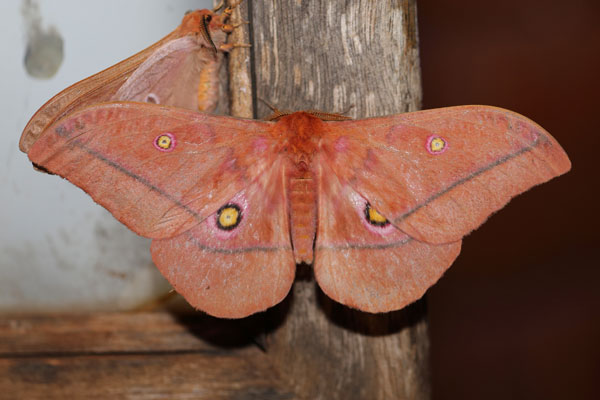 /filer/webapps/moths/media/images/R/rubra_Nudaurelia_A_Voaden_02.jpg