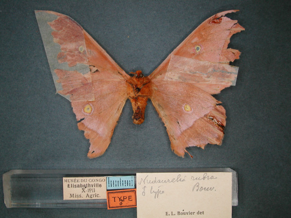 /filer/webapps/moths/media/images/R/rubra_Nudaurelia_ST_RMCA_02.jpg