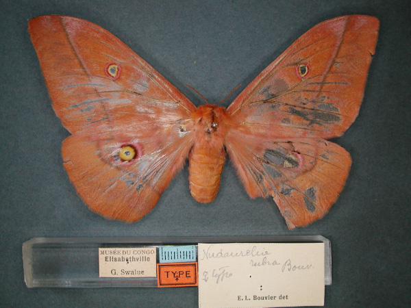 /filer/webapps/moths/media/images/R/rubra_Nudaurelia_ST_RMCA_03.jpg