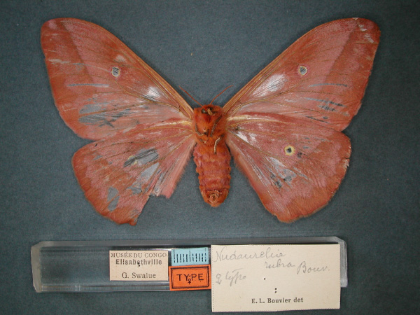 /filer/webapps/moths/media/images/R/rubra_Nudaurelia_ST_RMCA_04.jpg