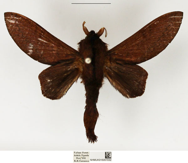 /filer/webapps/moths/media/images/R/rubra_Pachytrina_AM_NHMUK_01.jpg
