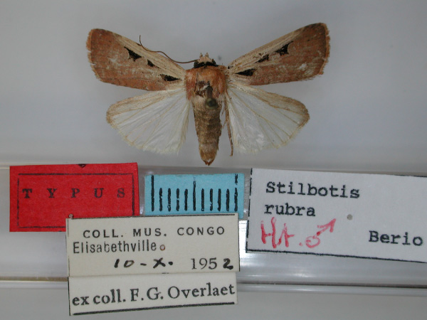 /filer/webapps/moths/media/images/R/rubra_Stilbotis_HT_RMCA.jpg
