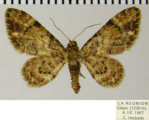 /filer/webapps/moths/media/images/R/rubricata_Gymnoscelis_AF_ZSM_01.jpg