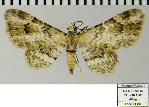 /filer/webapps/moths/media/images/R/rubricata_Gymnoscelis_AF_ZSM_02.jpg