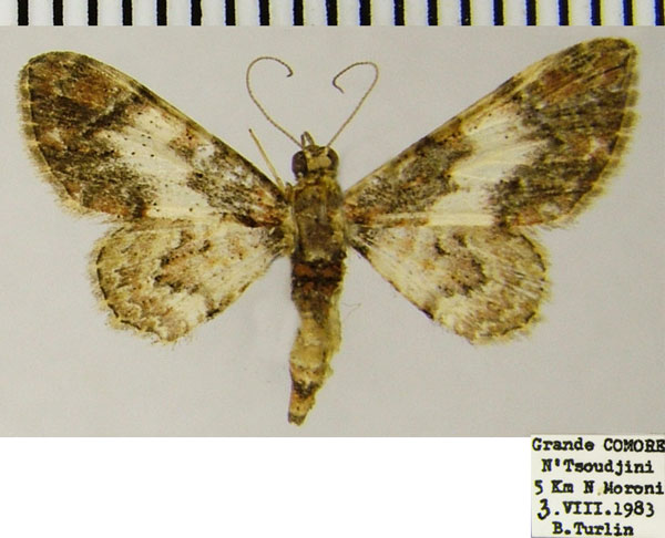 /filer/webapps/moths/media/images/R/rubricata_Gymnoscelis_AM_ZSM.jpg