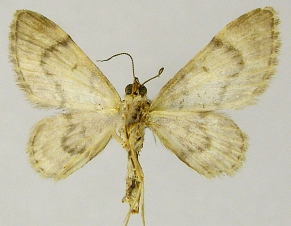 /filer/webapps/moths/media/images/R/rubricata_Gymnoscelis_AM_ZSMb.jpg
