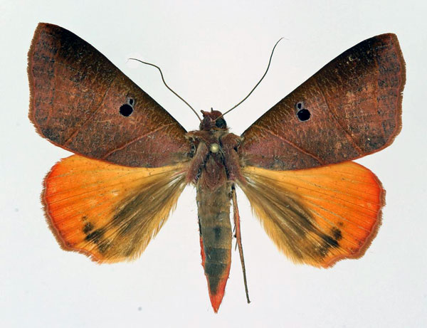 /filer/webapps/moths/media/images/R/rubricata_Thyas_AF_Basquin.jpg