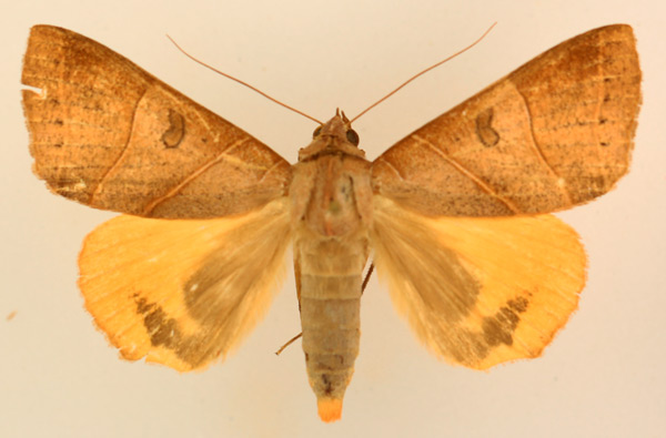 /filer/webapps/moths/media/images/R/rubricata_Thyas_AF_TMSA_01.jpg