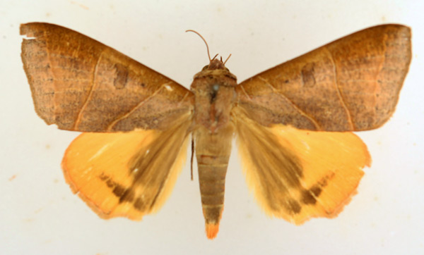 /filer/webapps/moths/media/images/R/rubricata_Thyas_AF_TMSA_02.jpg