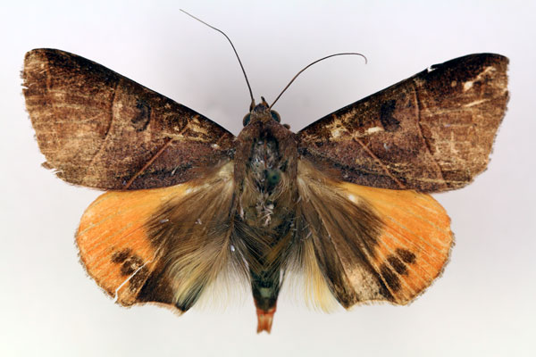 /filer/webapps/moths/media/images/R/rubricata_Thyas_AM_RMCA.jpg