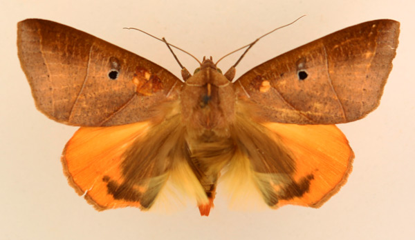 /filer/webapps/moths/media/images/R/rubricata_Thyas_AM_TMSA_01.jpg