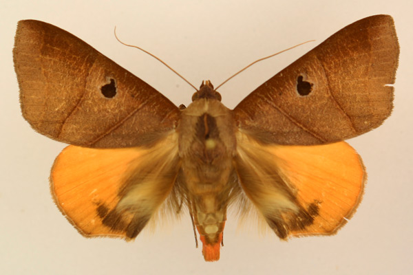 /filer/webapps/moths/media/images/R/rubricata_Thyas_AM_TMSA_02.jpg