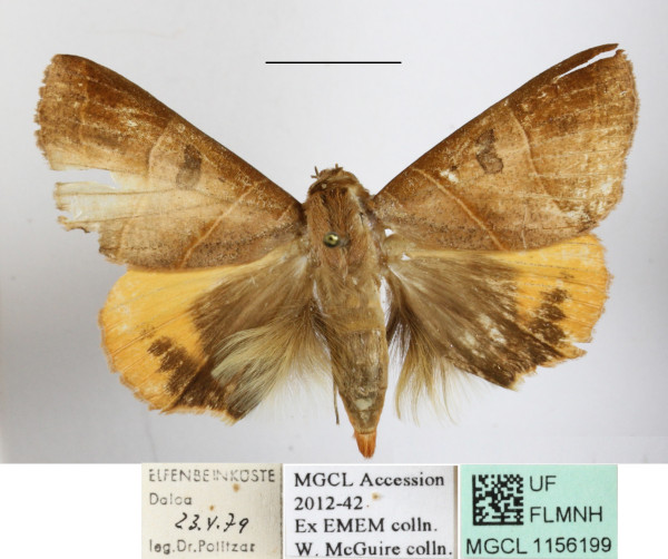 /filer/webapps/moths/media/images/R/rubricata_Thyas_A_MGCLa_01.jpg