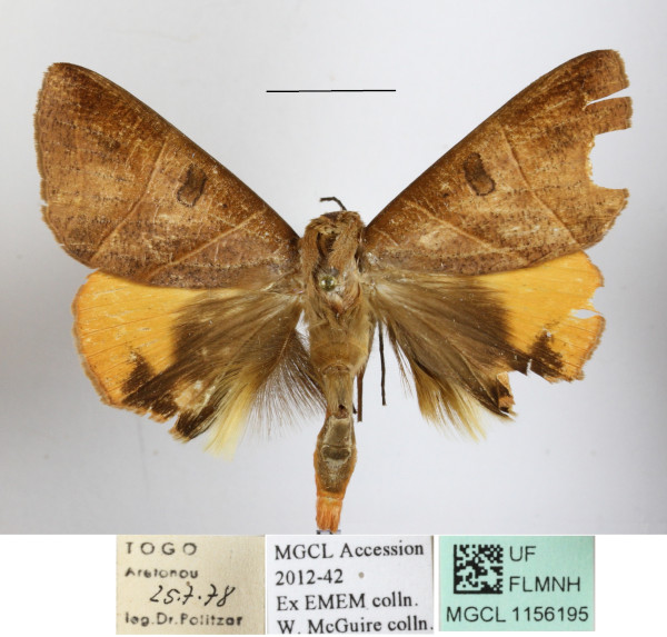 /filer/webapps/moths/media/images/R/rubricata_Thyas_A_MGCLa_02.jpg