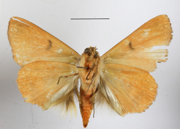 /filer/webapps/moths/media/images/R/rubricata_Thyas_A_MGCLb_01.jpg
