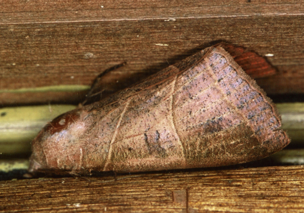 /filer/webapps/moths/media/images/R/rubricata_Thyas_A_Roland_01.jpg
