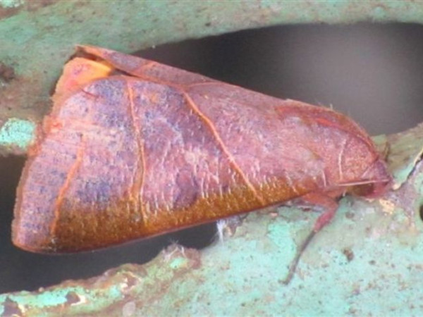 /filer/webapps/moths/media/images/R/rubricata_Thyas_A_Stanton.jpg