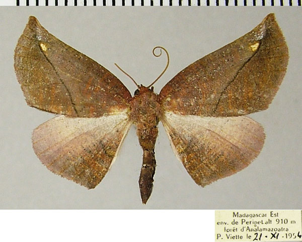 /filer/webapps/moths/media/images/R/rubriceps_Drepanogynis_AF_ZSM.jpg