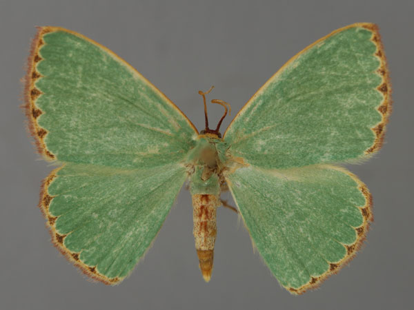 /filer/webapps/moths/media/images/R/rubriceps_Omphax_A_ZSM_01.jpg