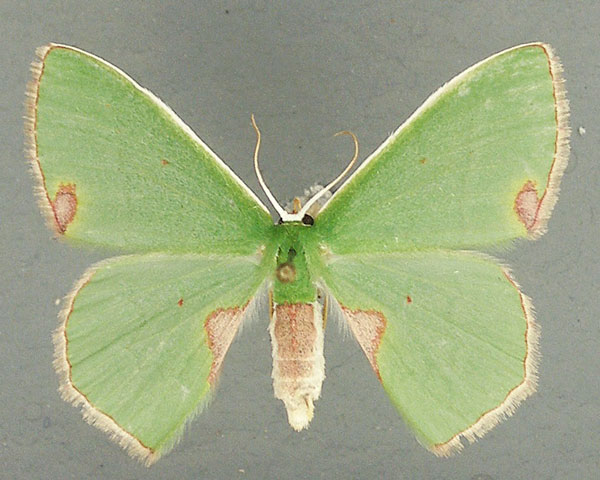 /filer/webapps/moths/media/images/R/rubricorpus_Lophorrhachia_AF_TMSA_02.jpg