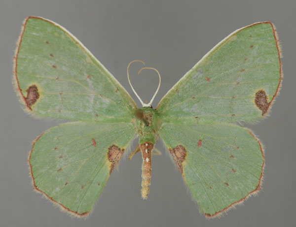 /filer/webapps/moths/media/images/R/rubricorpus_Lophorrhachia_AF_ZSM_01.jpg