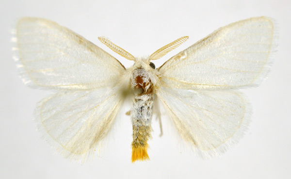 /filer/webapps/moths/media/images/R/rubricosta_Euproctis_AF_NHMO.jpg