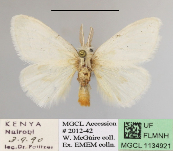 /filer/webapps/moths/media/images/R/rubricosta_Euproctis_AM_MGCLa_01.JPG
