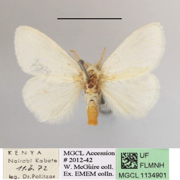 /filer/webapps/moths/media/images/R/rubricosta_Euproctis_AM_MGCLa_02.JPG