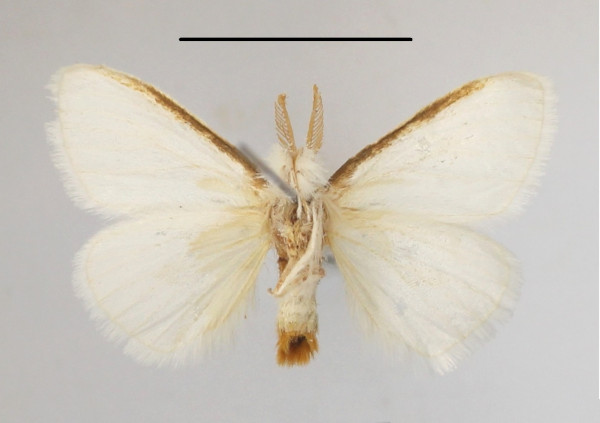/filer/webapps/moths/media/images/R/rubricosta_Euproctis_AM_MGCLb_01.JPG