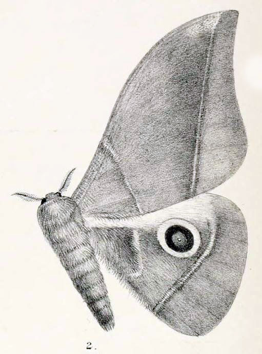 /filer/webapps/moths/media/images/R/rubricostalis_Gonimbrasia_HT_Kirby_1892_11-2.jpg