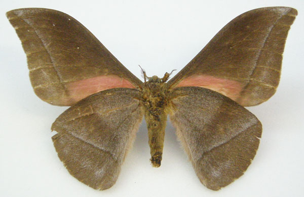 /filer/webapps/moths/media/images/R/rubricostalis_Gonimbrasia_HT_NHMUKb.jpg