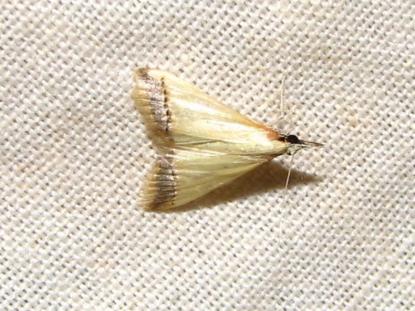 /filer/webapps/moths/media/images/R/rubricostalis_Pseudonoorda_A_Goff.jpg