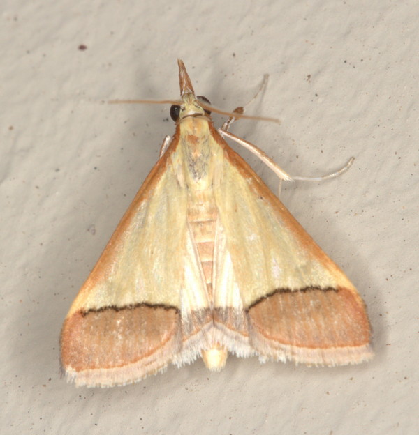 /filer/webapps/moths/media/images/R/rubricostalis_Pseudonoorda_A_Heyns_01.jpg