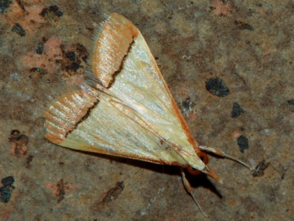 /filer/webapps/moths/media/images/R/rubricostalis_Pseudonoorda_A_deBeer.jpg