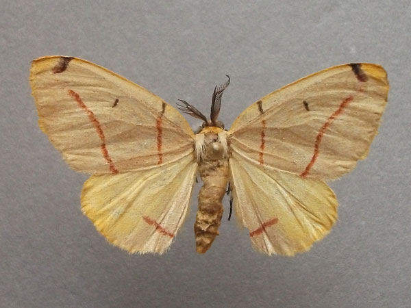 /filer/webapps/moths/media/images/R/rubrifasciata_Phoenicocampa_AM_Baron.jpg