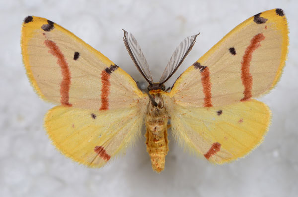 /filer/webapps/moths/media/images/R/rubrifasciata_Phoenicocampa_AM_Staude.jpg