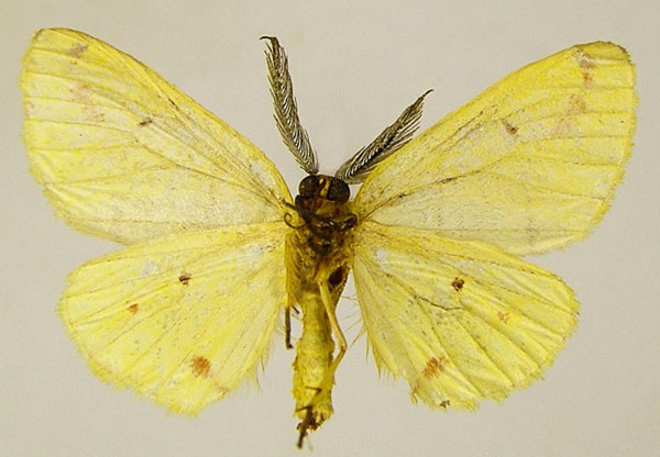 /filer/webapps/moths/media/images/R/rubrifasciata_Phoenicocampa_AM_ZSMb.jpg