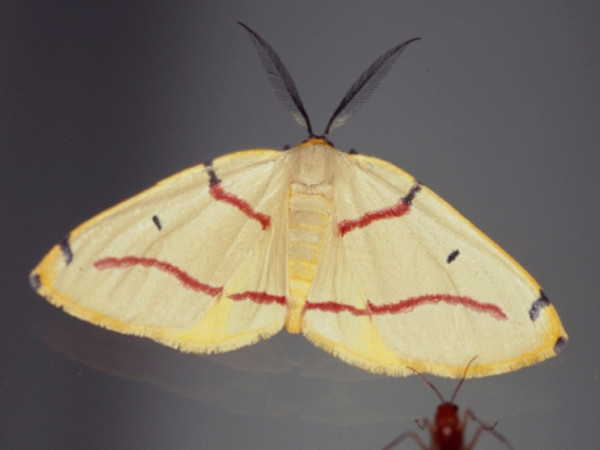 /filer/webapps/moths/media/images/R/rubrifasciata_Phoenicocampa_A_Roland.jpg
